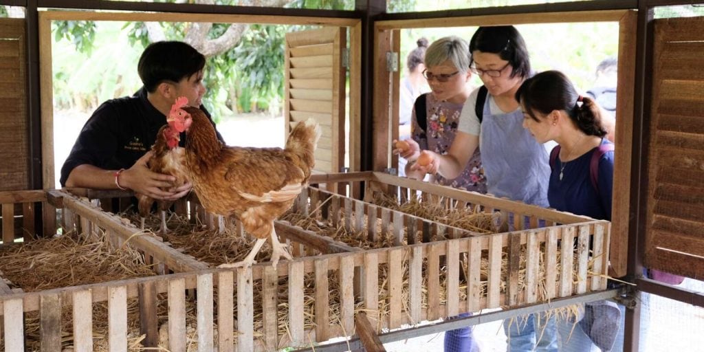 Photos of the Authentic Thai Cooking Class and Farm Visit
