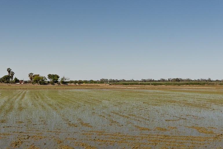 rice fields in La Albufera, Valencia