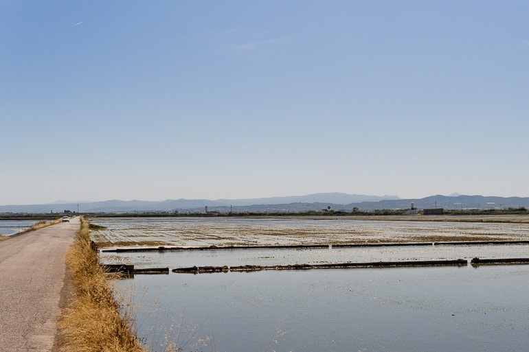 uma estrada no meio dos campos de arroz em La Albufera, Valência