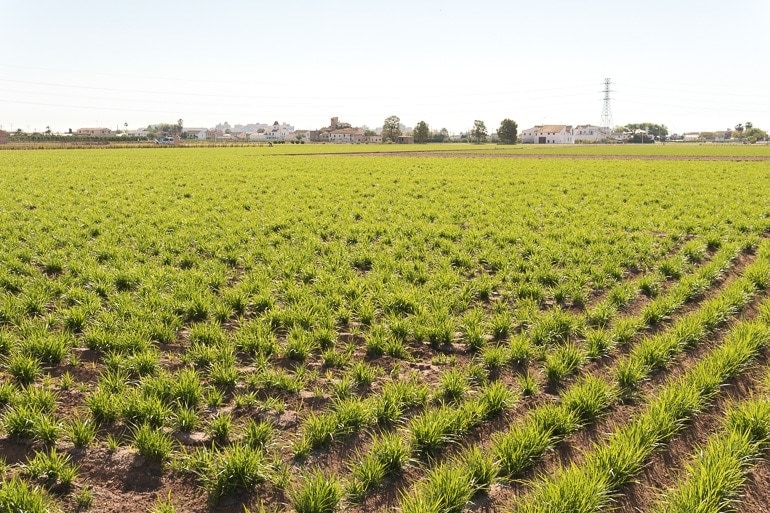 cultivo de junça (chufa) em Valência na Espanha