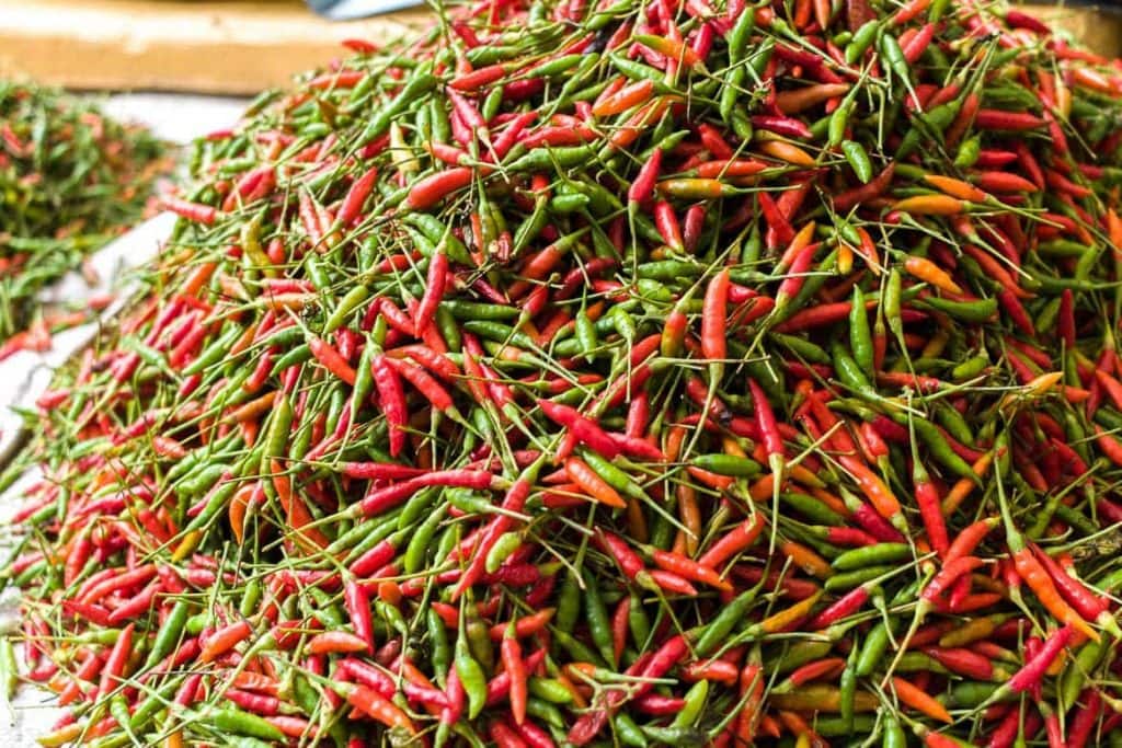 Pimenta vermelha e pimenta verde de Laos
