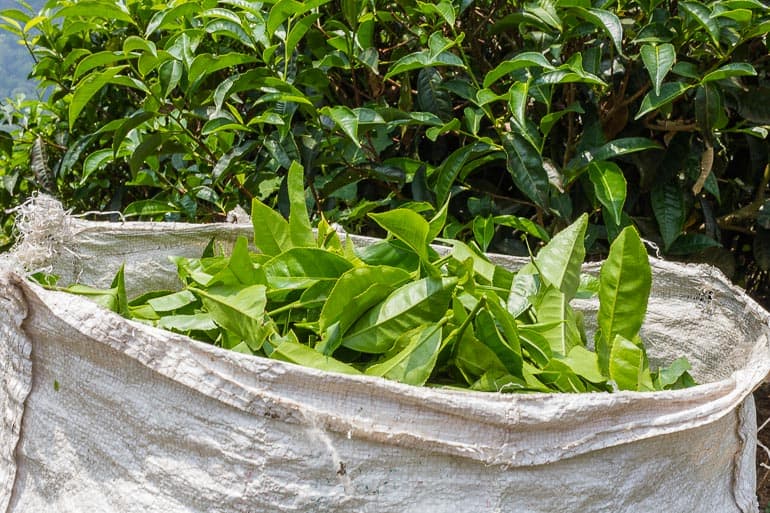 sacos com folhas de chá da Índia camellia sinensis