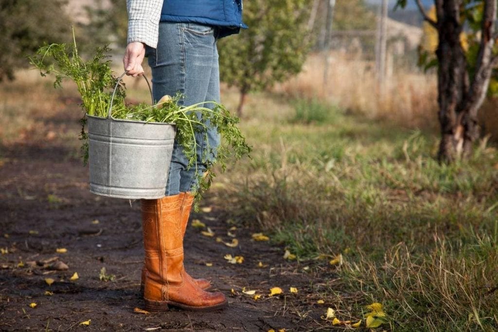 Lower body of a woman in a farm with a bucket full of harvested vegetables, agritourism in a farm stay