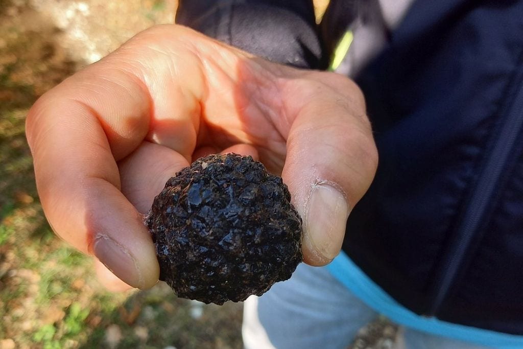 Photos of the The Real Truffle Hunt Experience